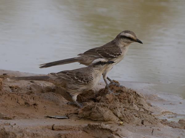 Camposspotlijster (Mimus saturninus)